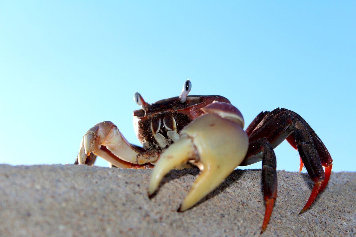 Diani crab