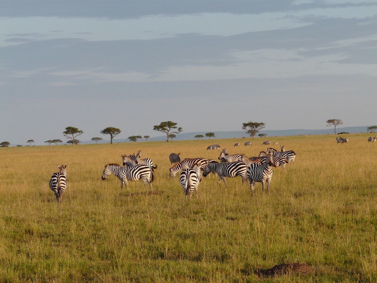 Grumeti zebras