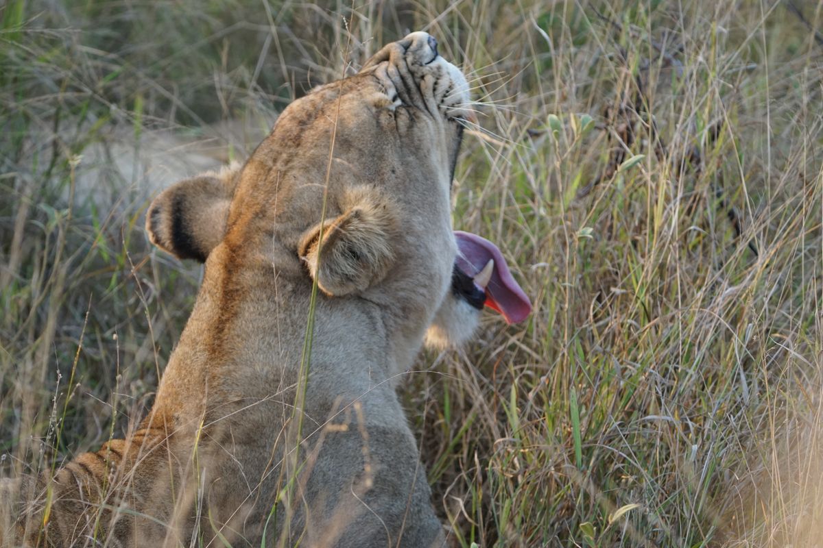Greater Kruger lion yawn