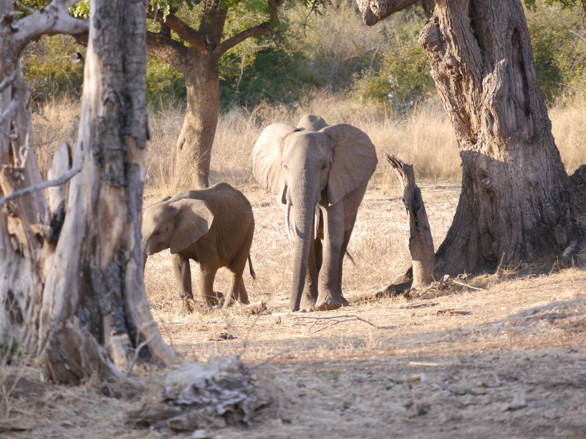 Lower Zambezi elefants