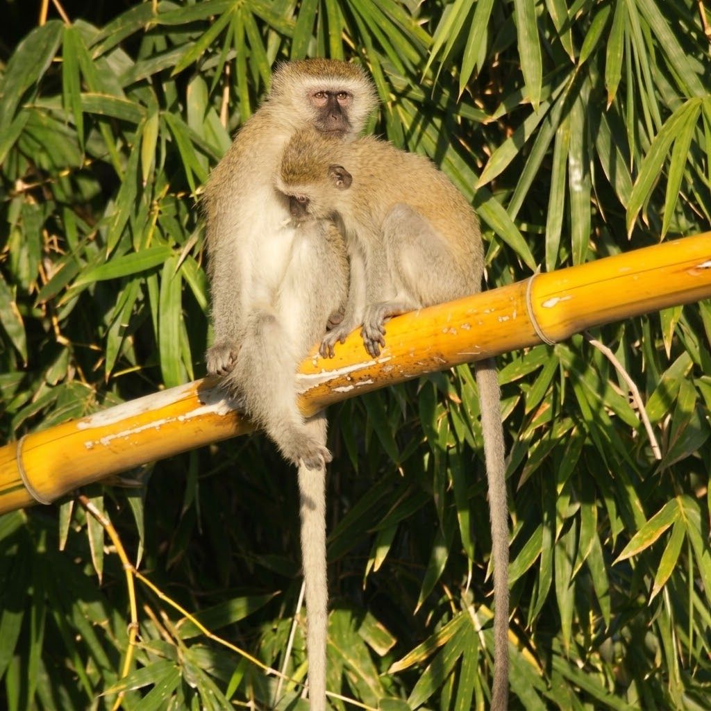 Nkhotakota monkeys
