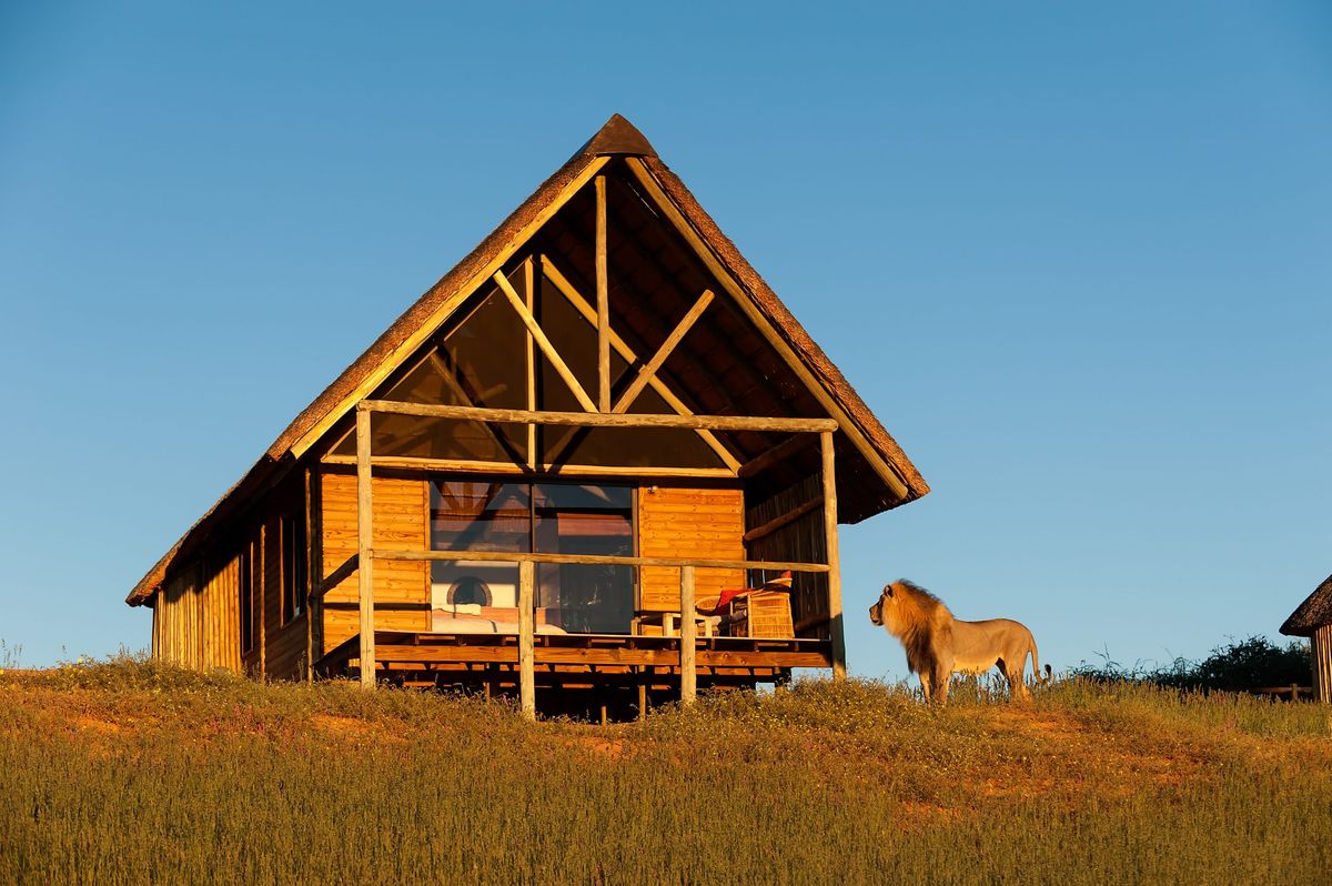 Ta Shebube Rooiputs Lion inspecting chalet