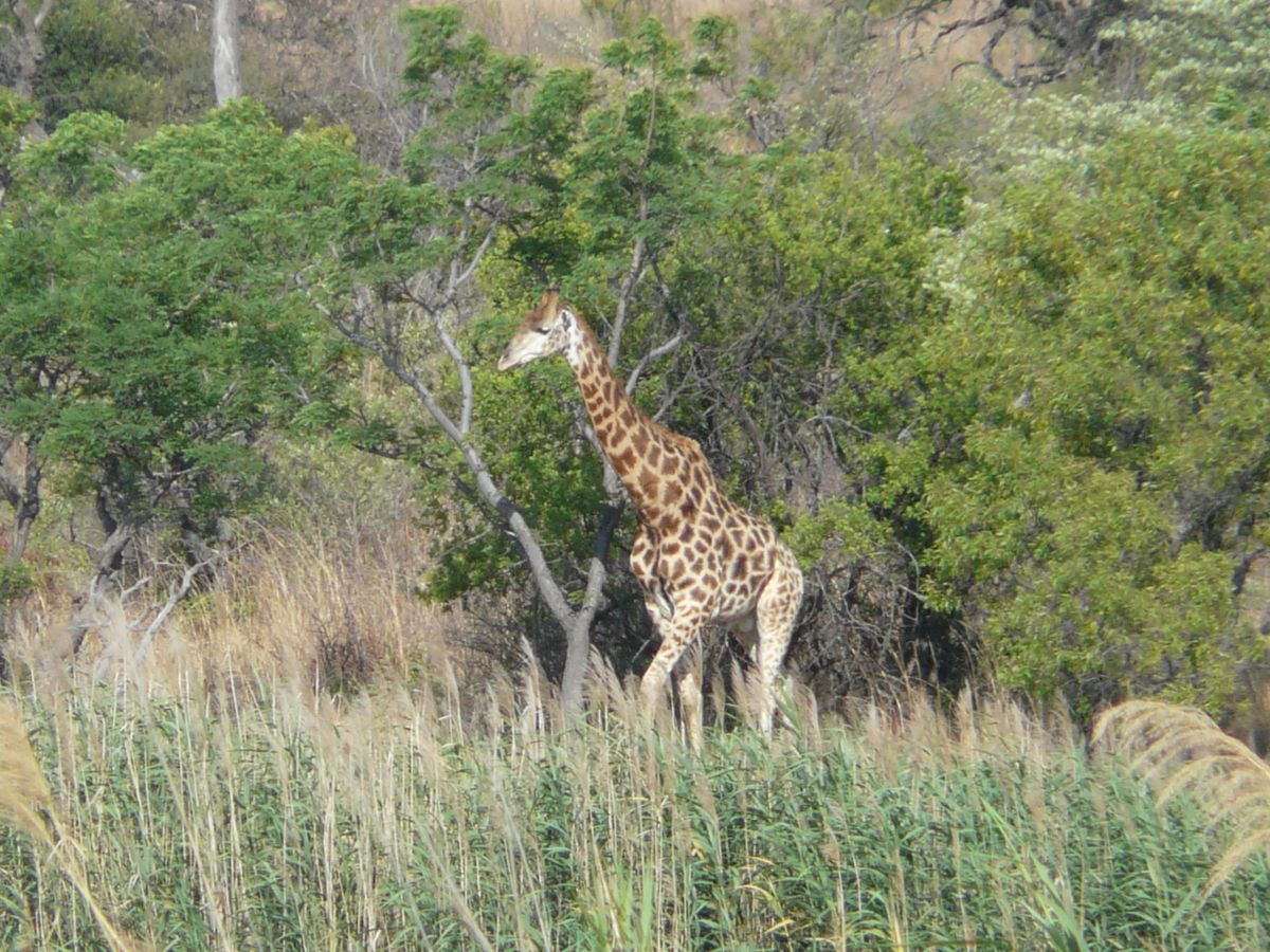 Südafrika Waterberg giraffe