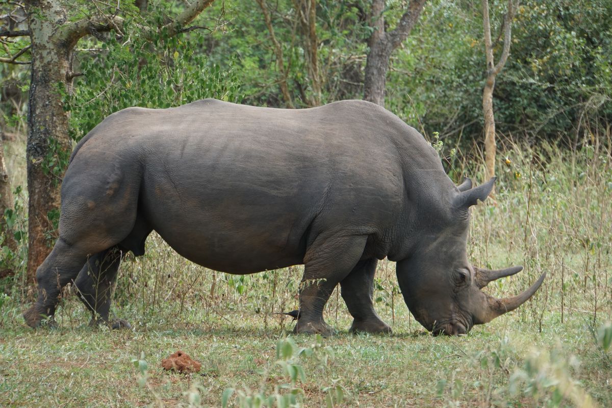 Ziwa rhino