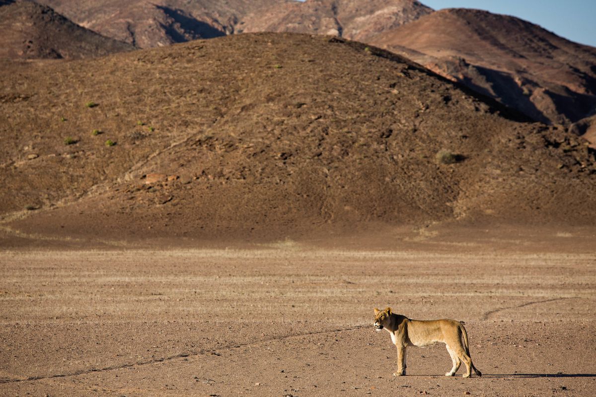 Hoanib Valley Camp desert lion