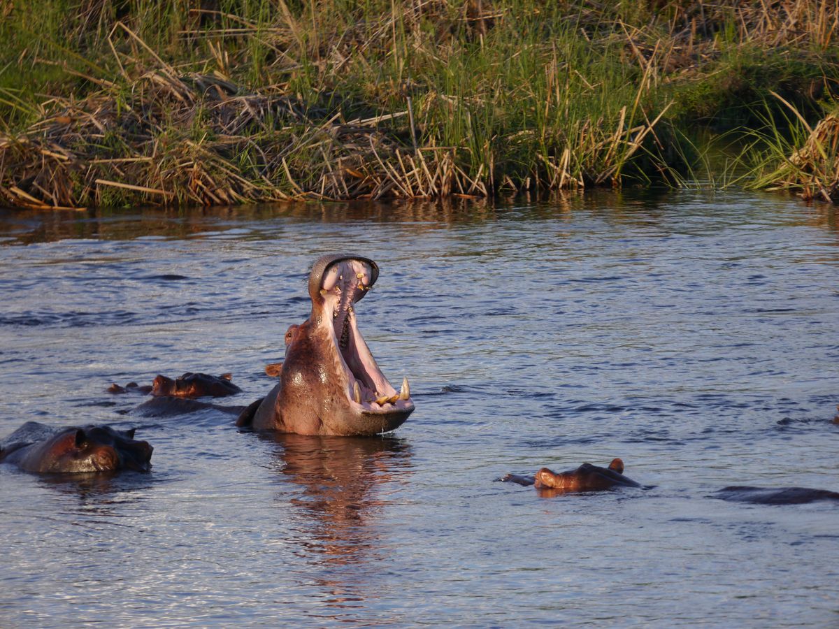 Mudumu hippos