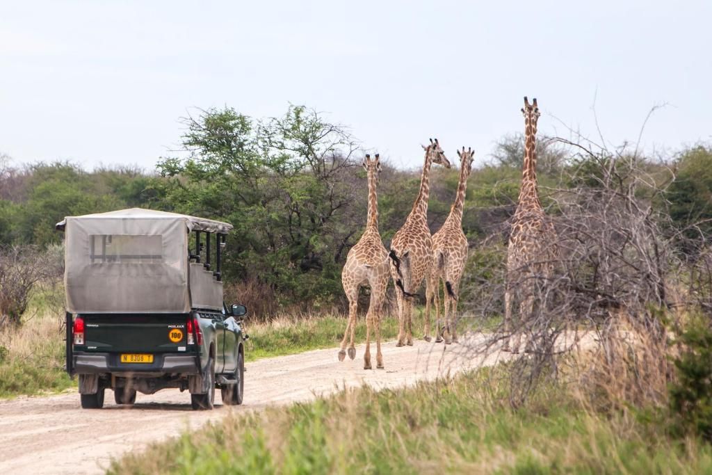Mushara Bushcamp game drive