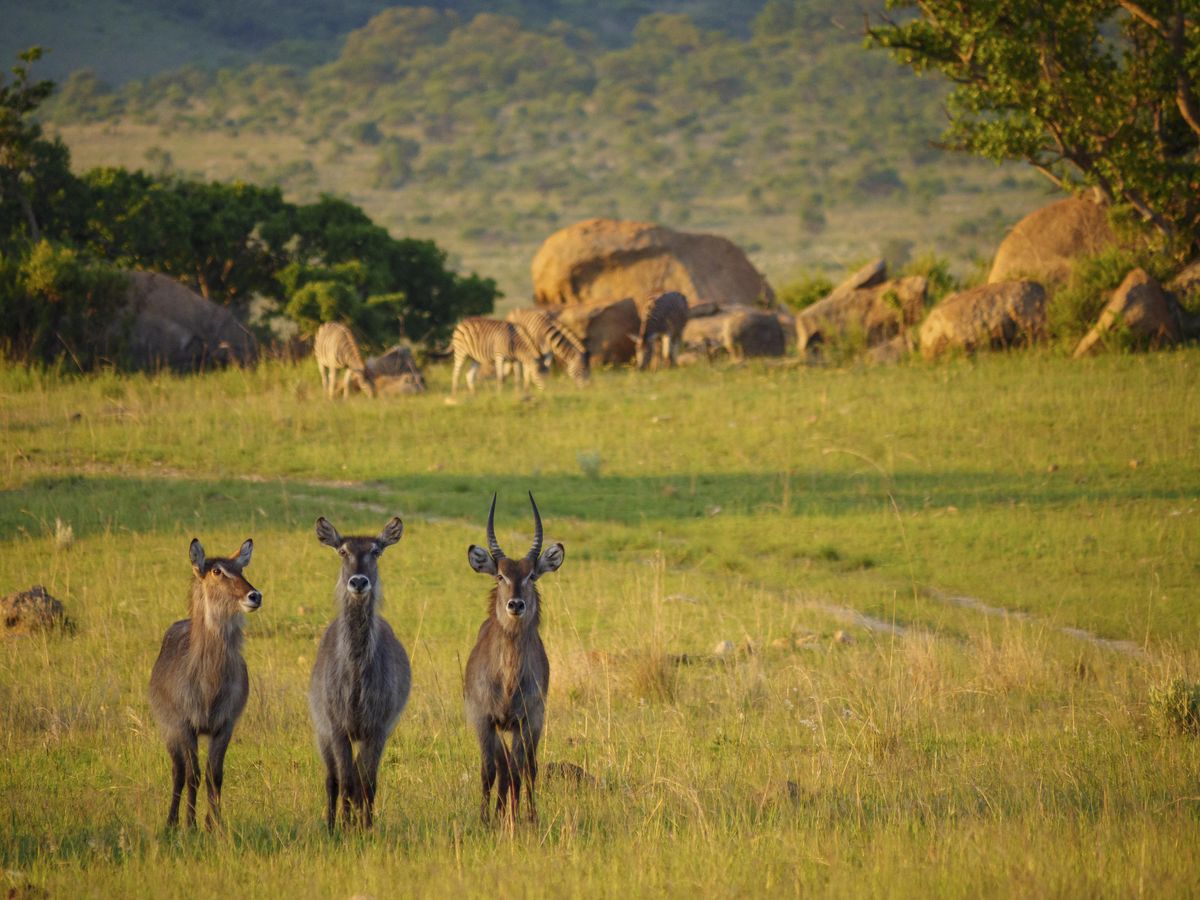 Nkomazi plains game
