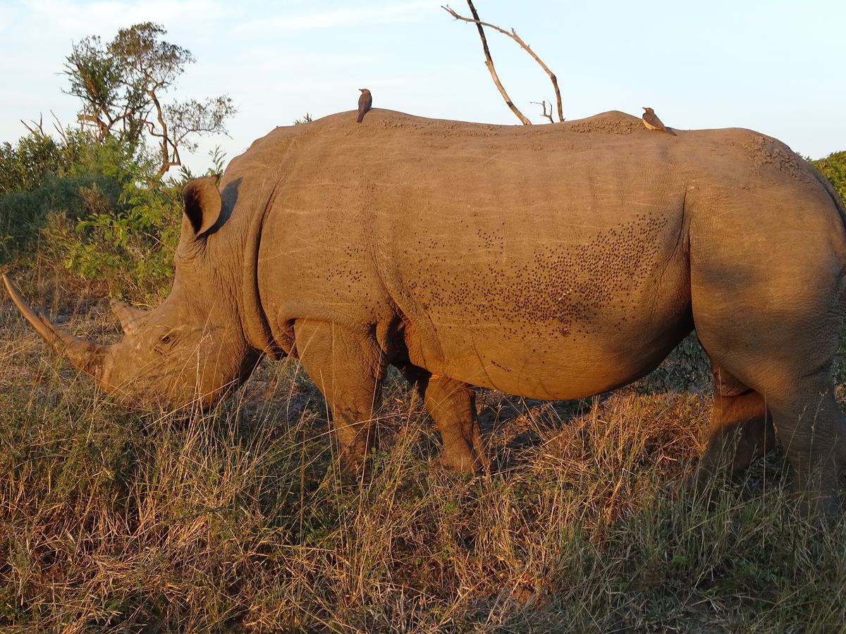 Hluhluwe rhino