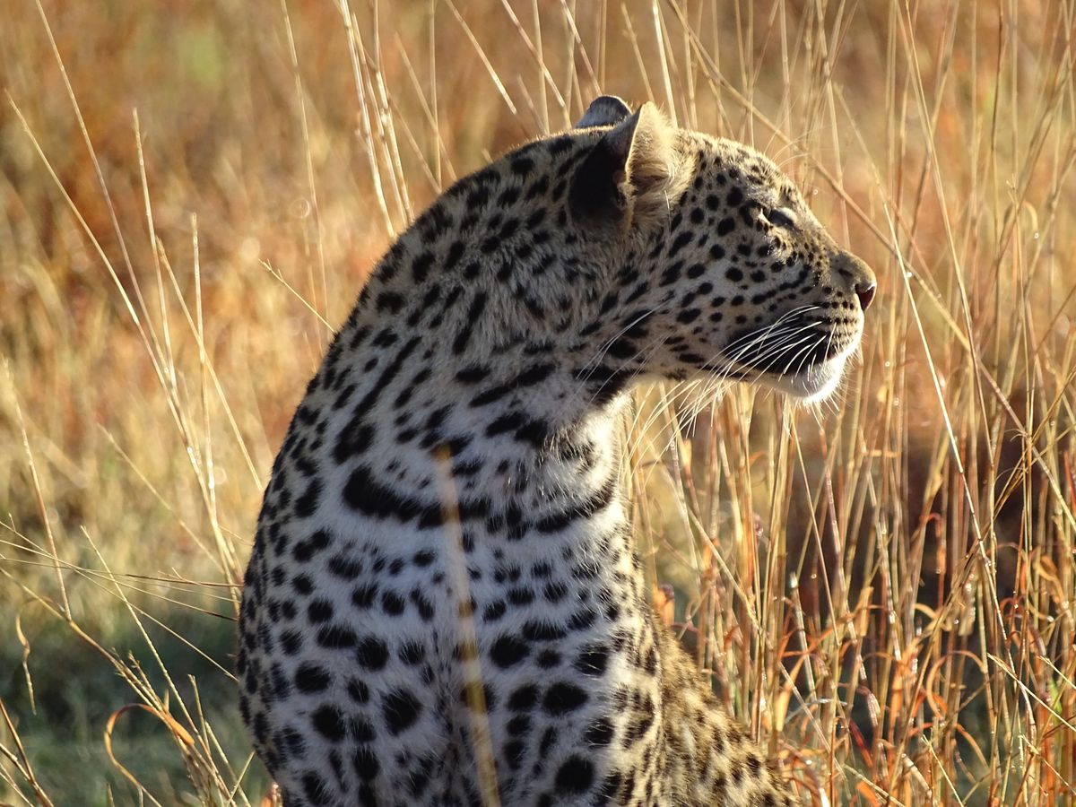 Khwai Leopard