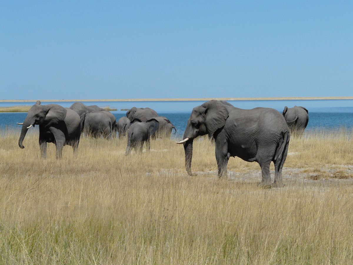 Etosha Elefanten