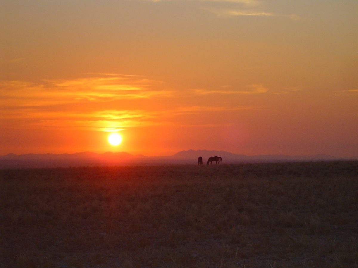 Aus wild horses sunset