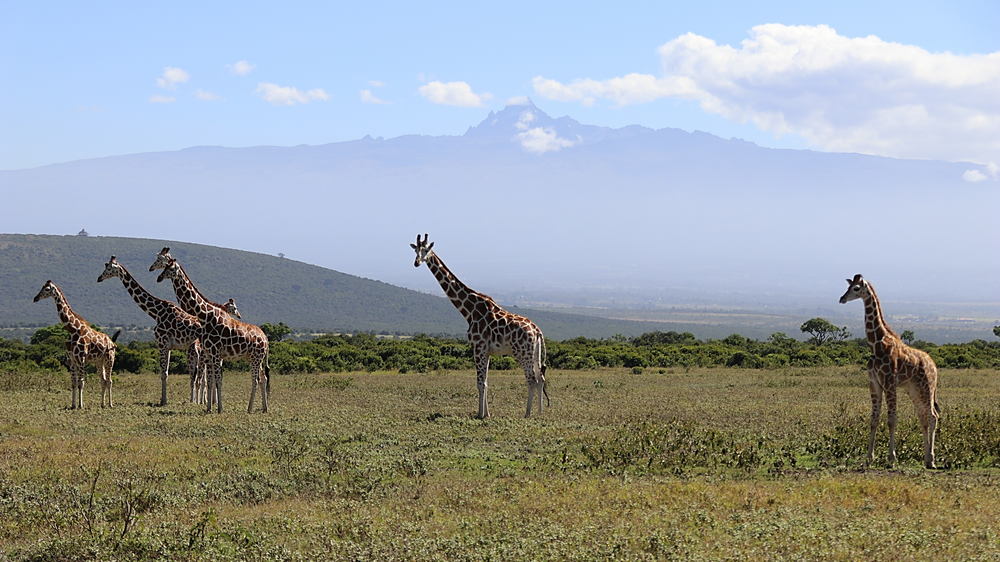 Aberdare giraffes