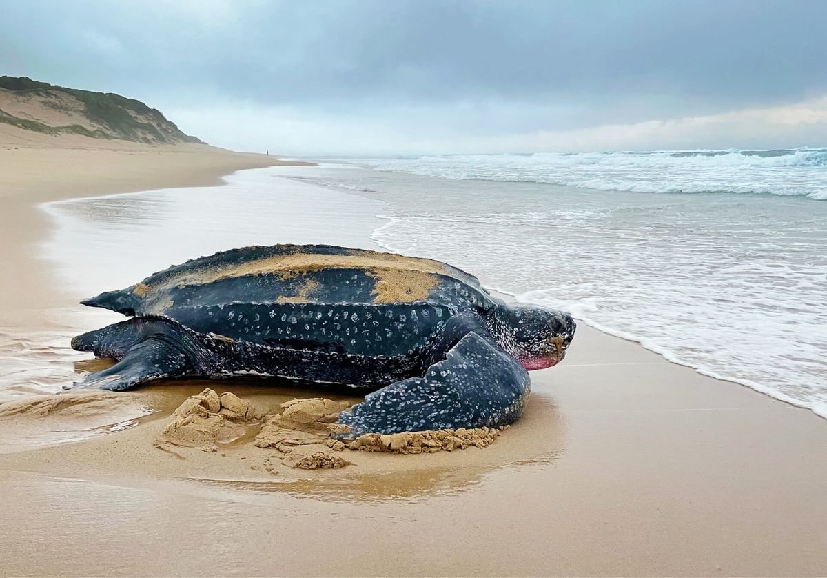 Thonga Beach Turtle