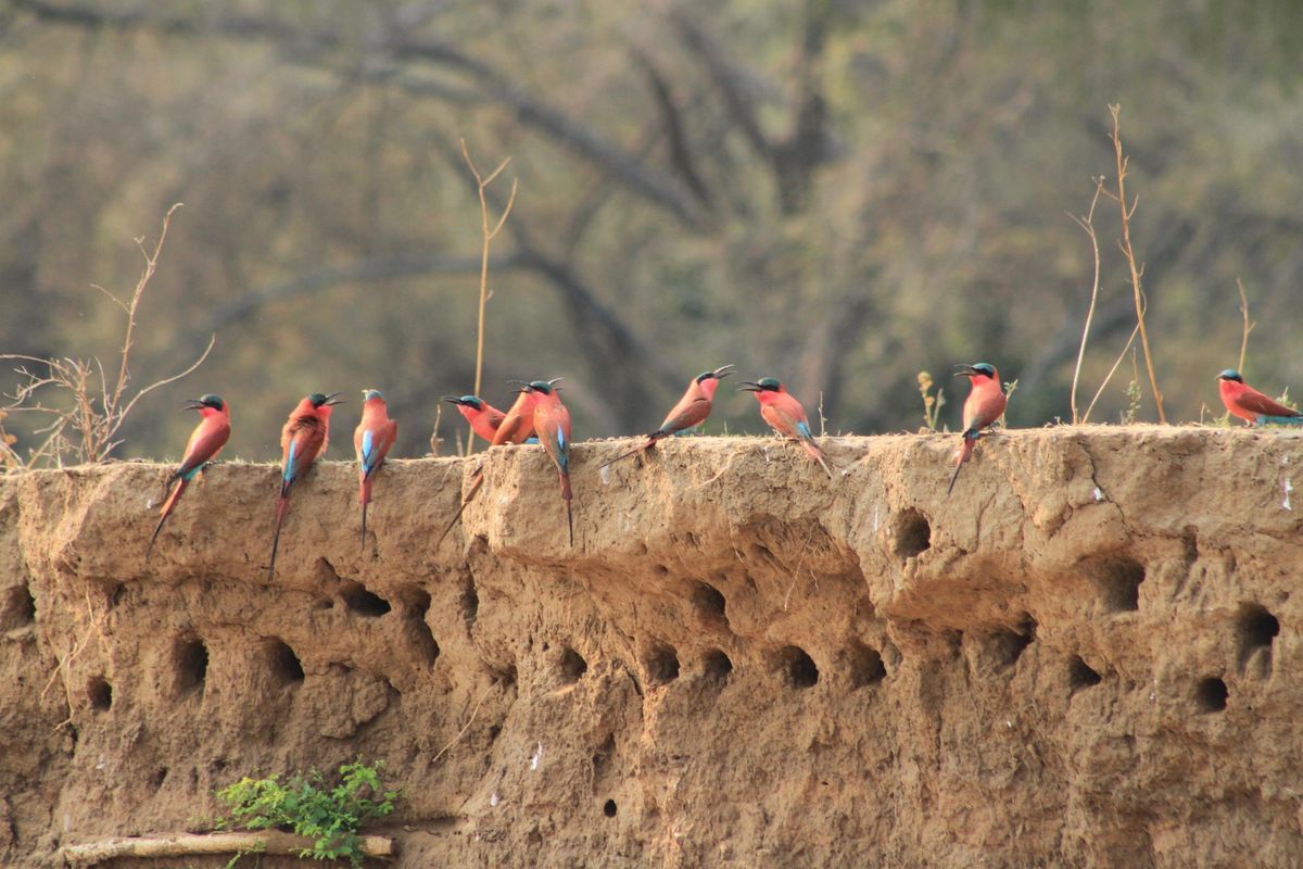 Lower Zambezi carmine bee-eaters