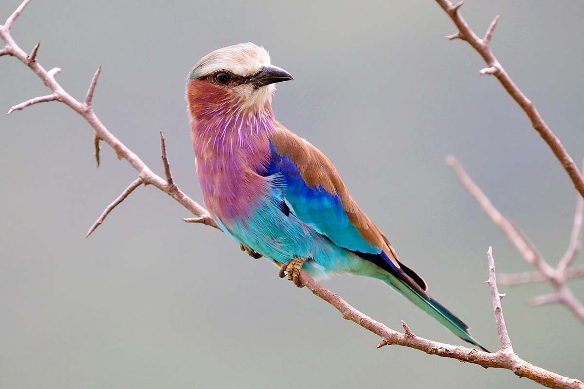 Tansania lilac-breasted roller