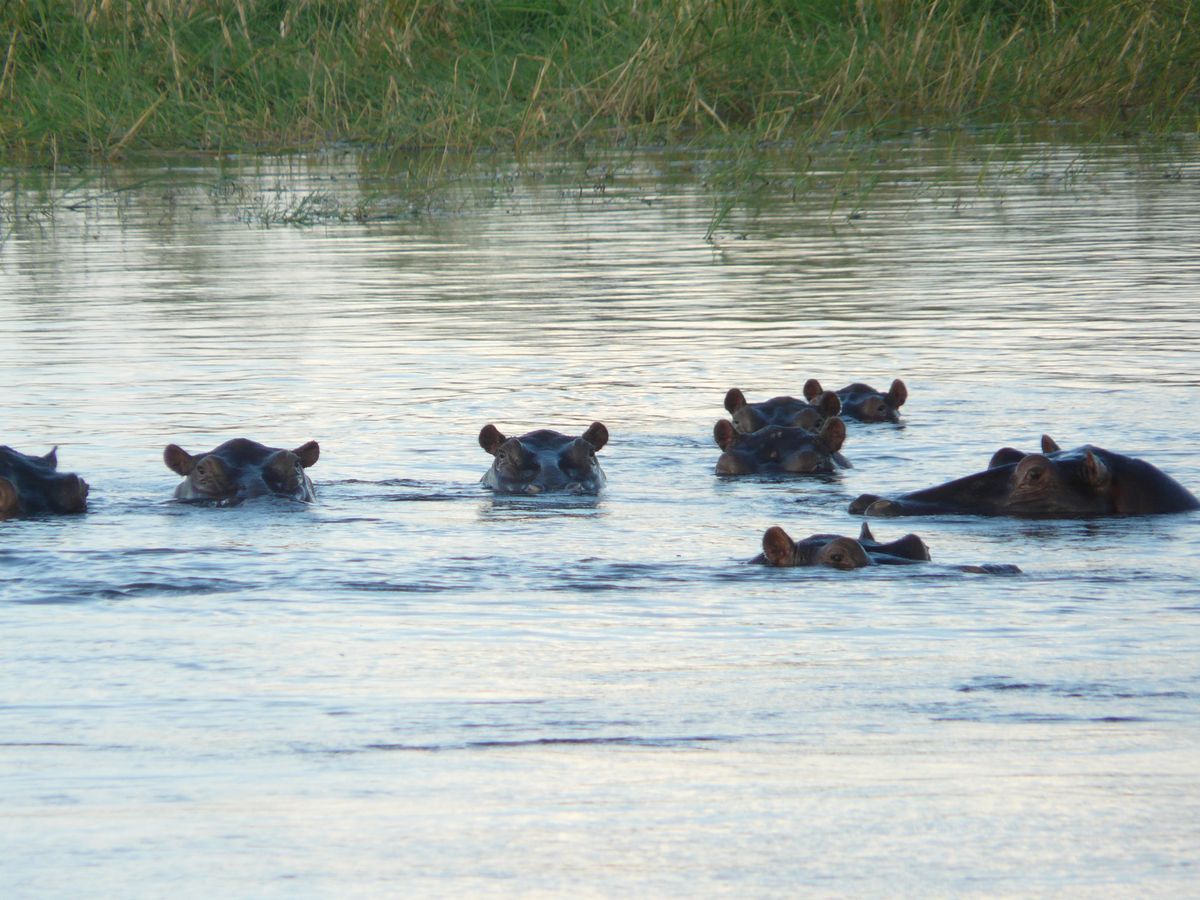 Popa Falls Okavango Hippos