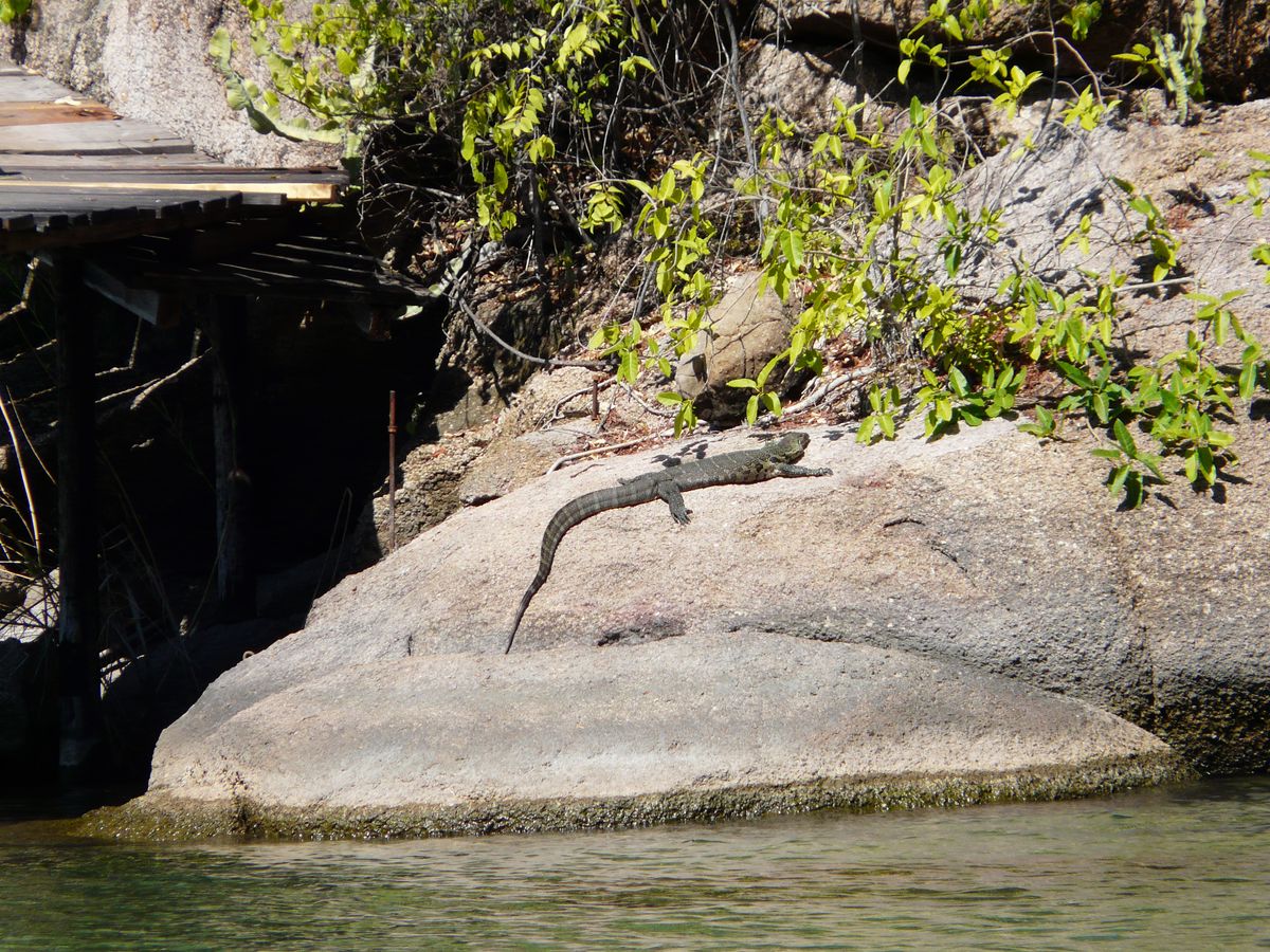 Mumbo Island nile waran