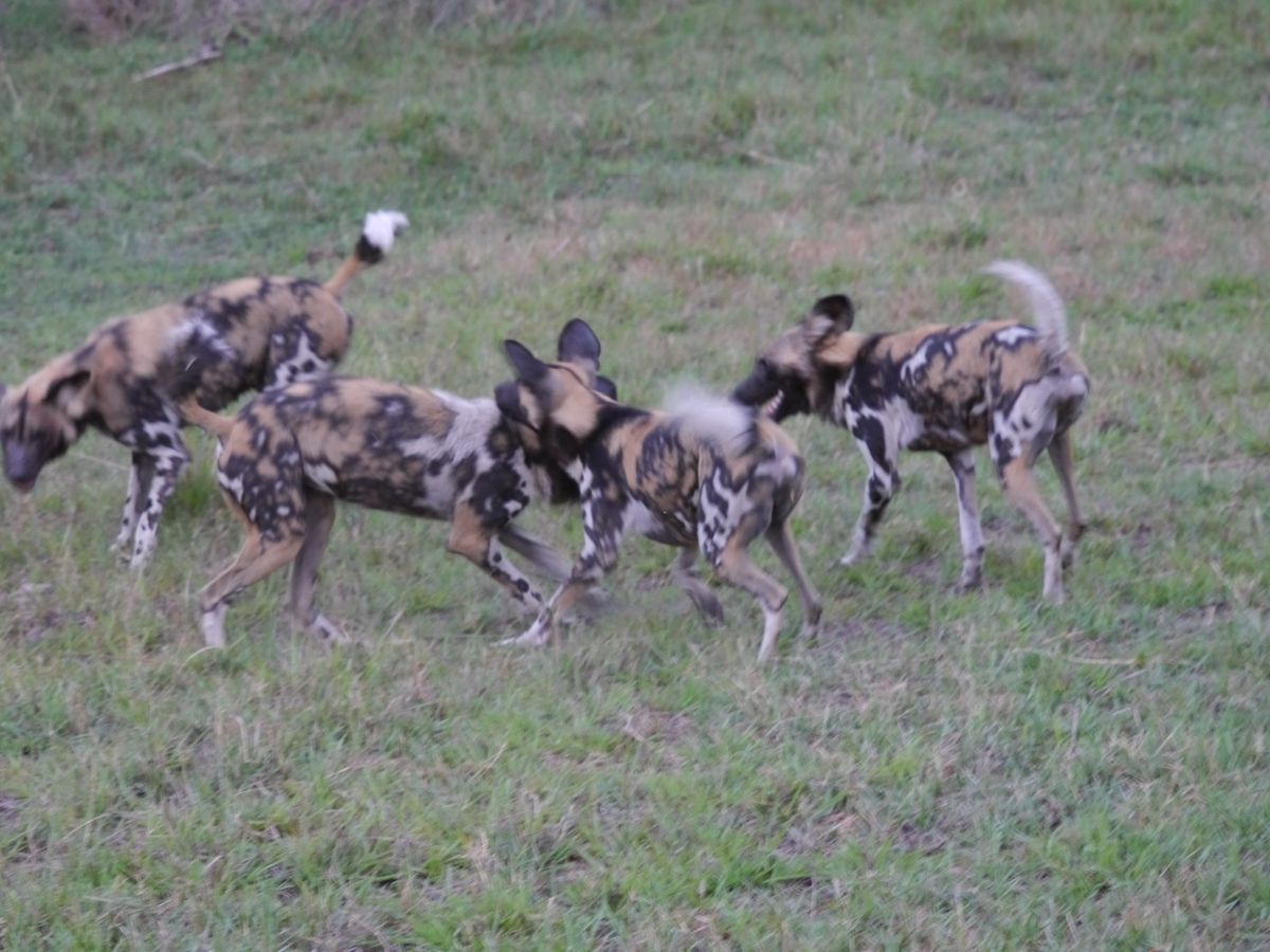 Chiefs wilddogs