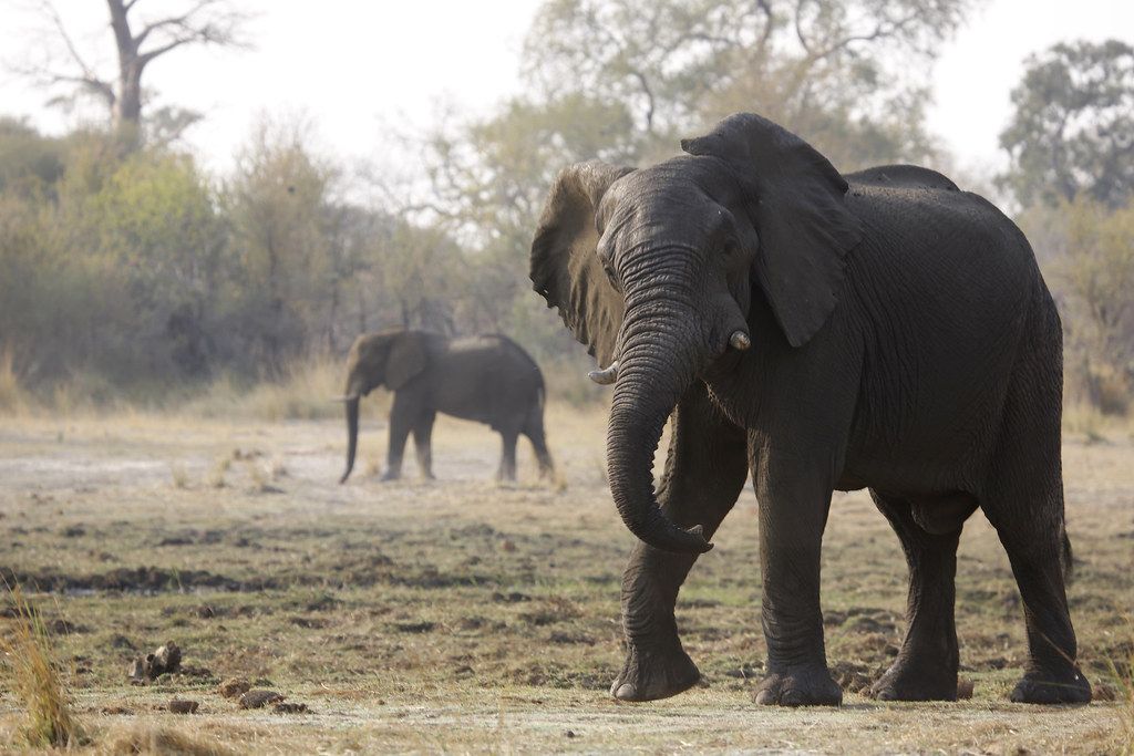 Kavango Elephant