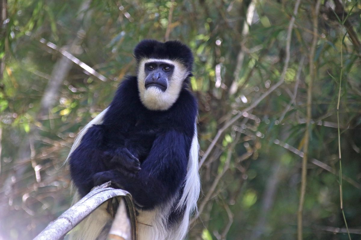 Abderdare black white colobus