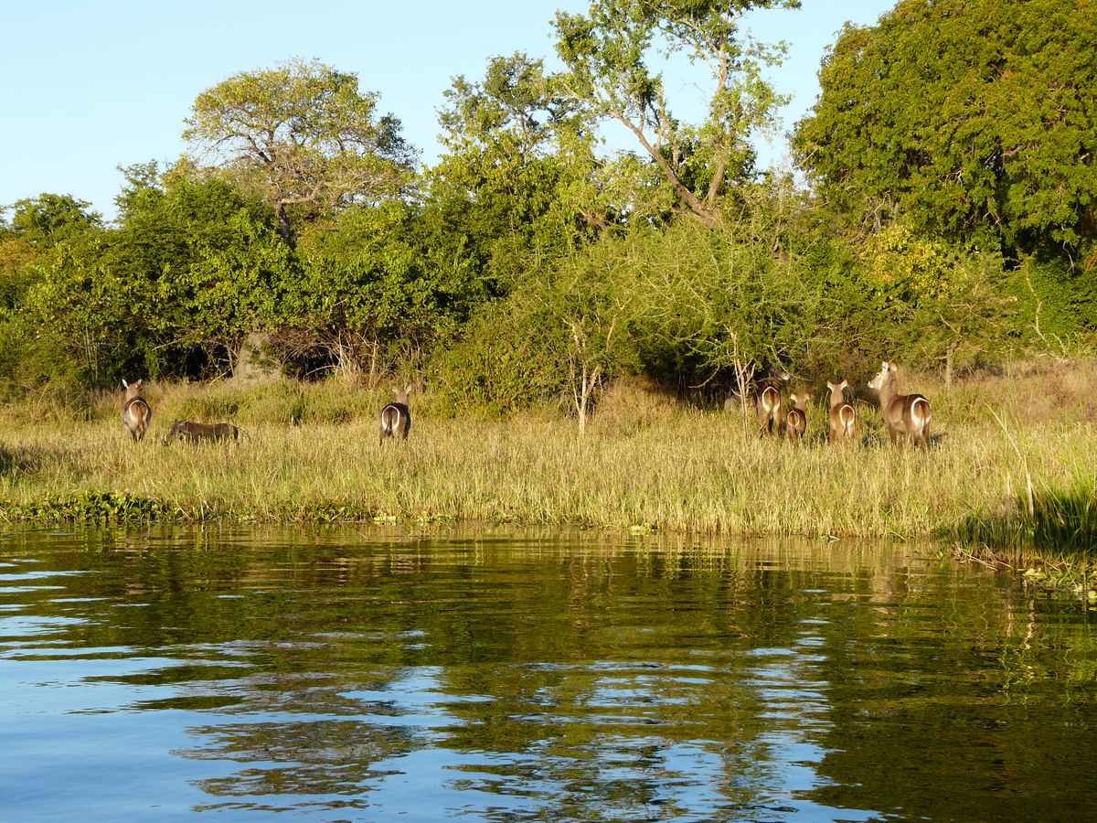 Liwonde waterbucks