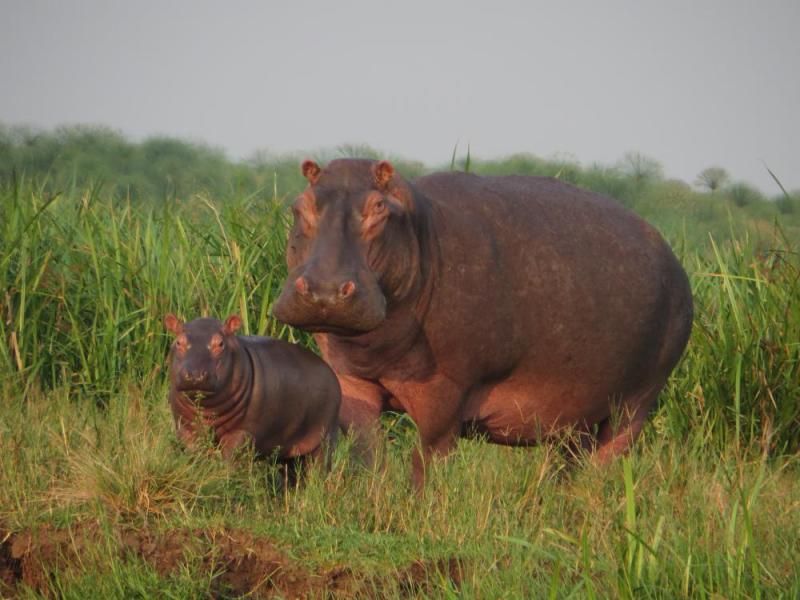 Nilpferdmutter mit Kalb im Gras