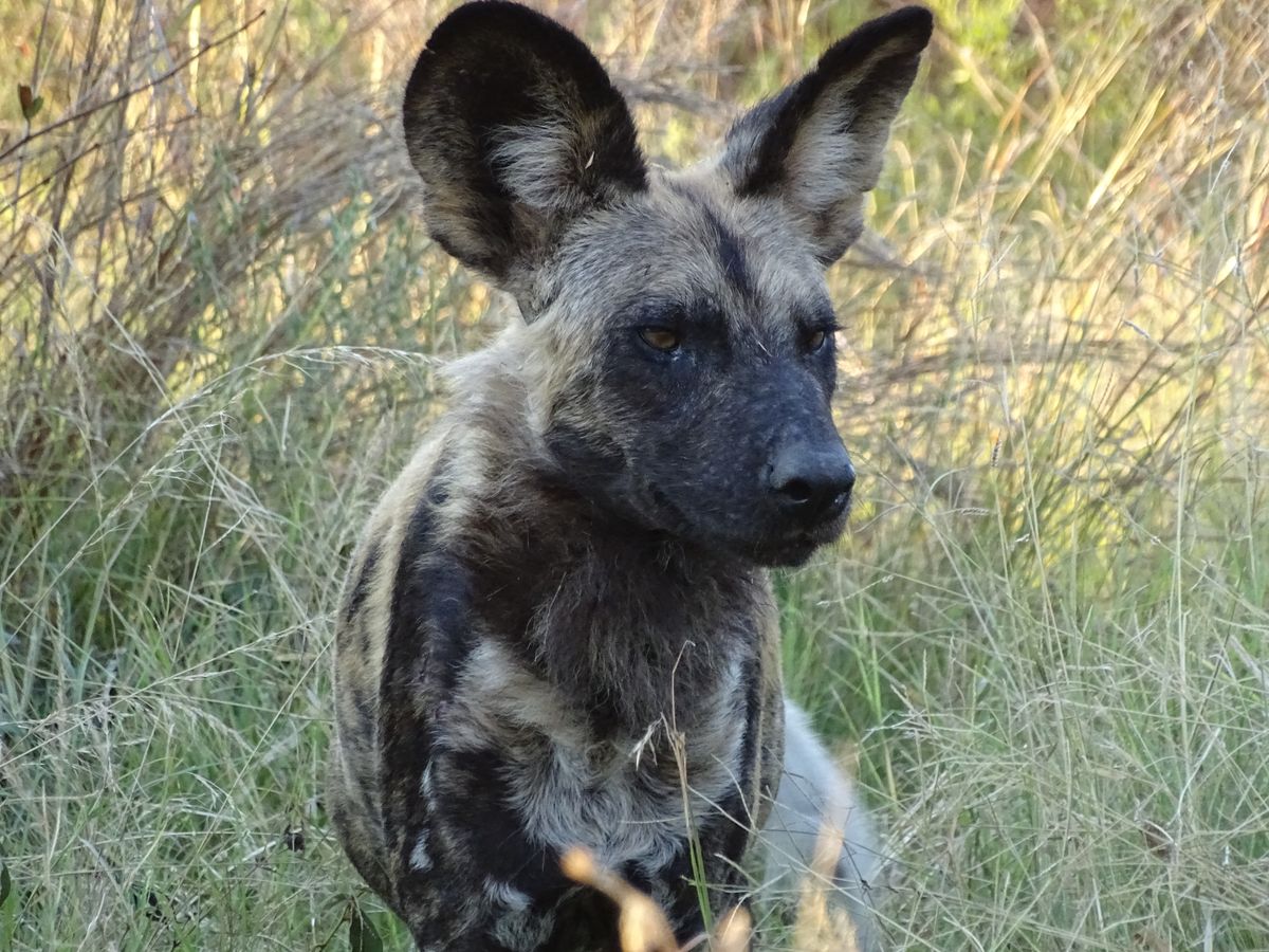Khwai wilddog