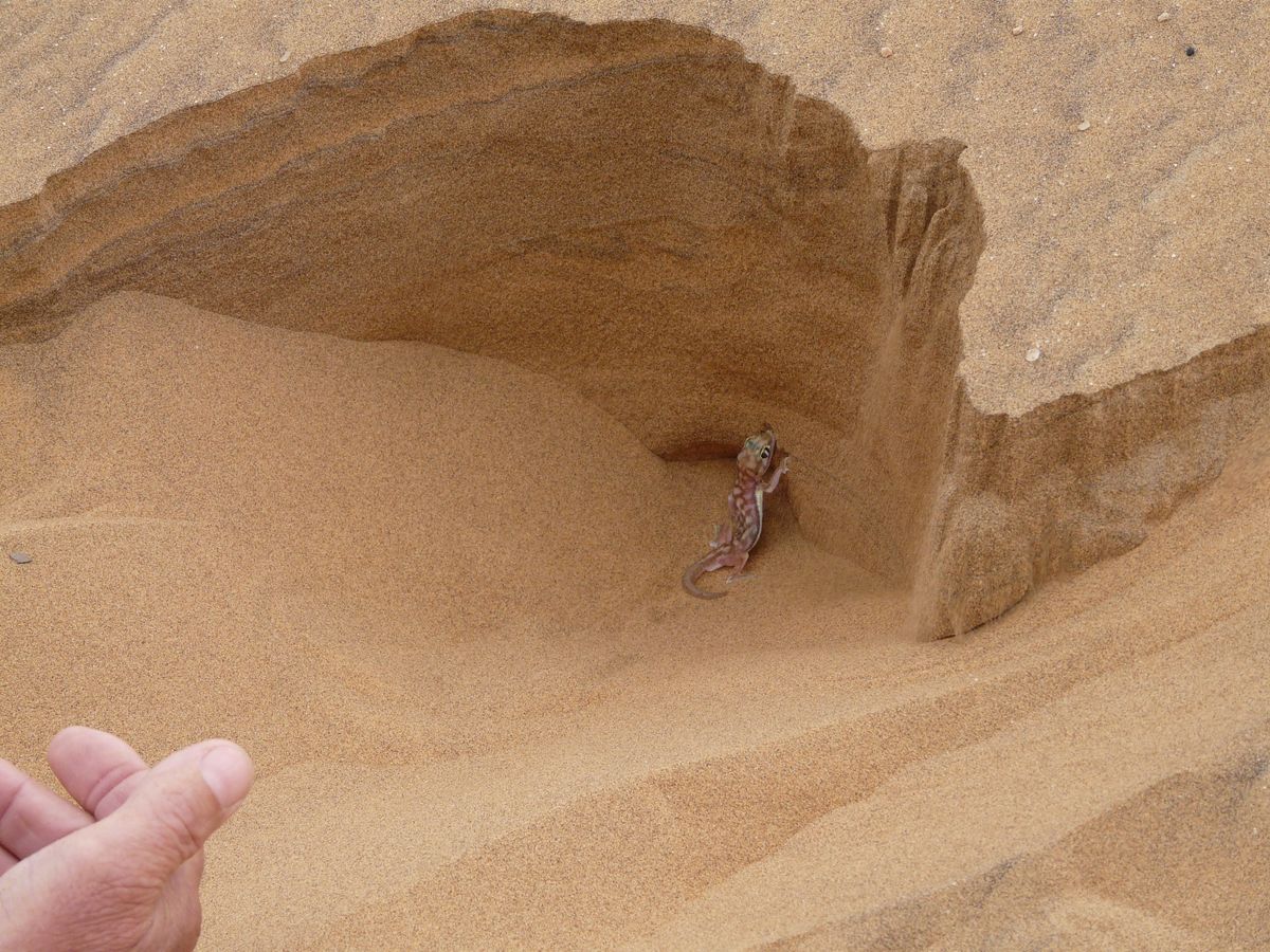 Living Desert Tours gecko