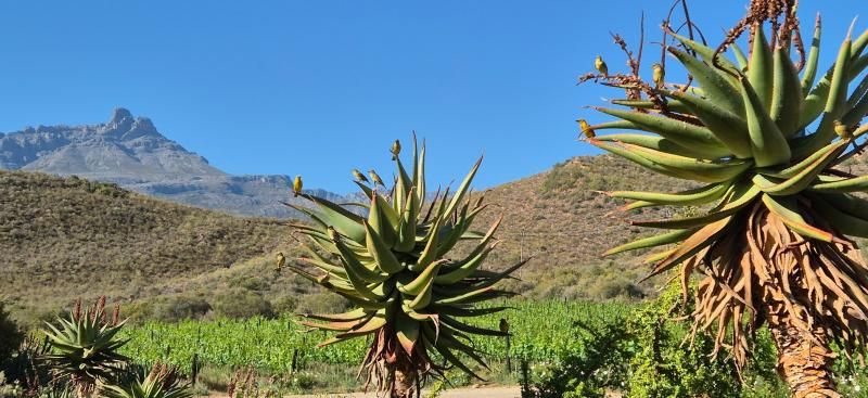 Aloe-Pflanzen mit Nektarvögeln vor Bergkulisse