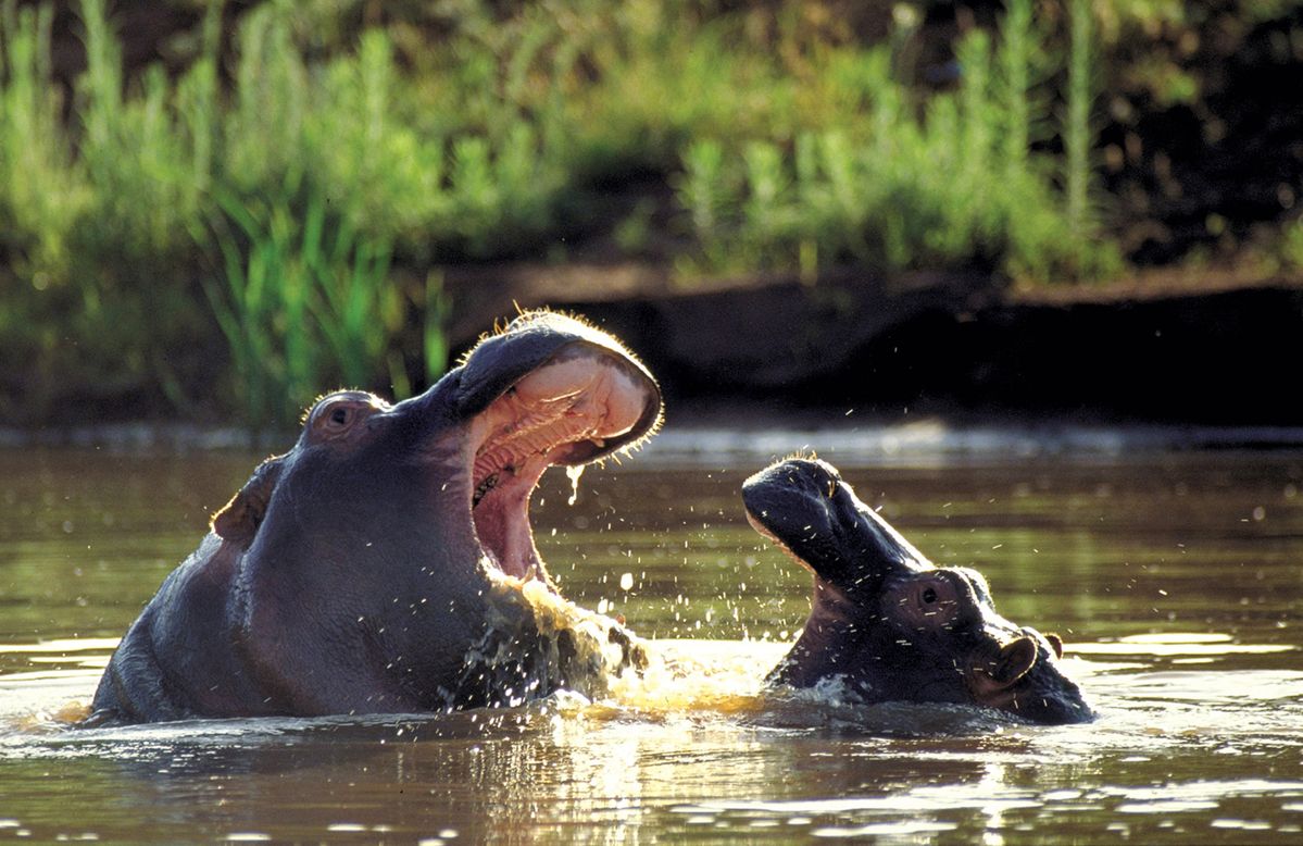 Kariega hippo fight