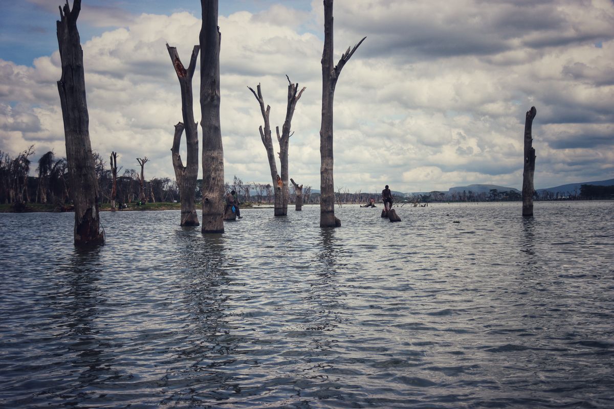 Lake Nakuru dead trees