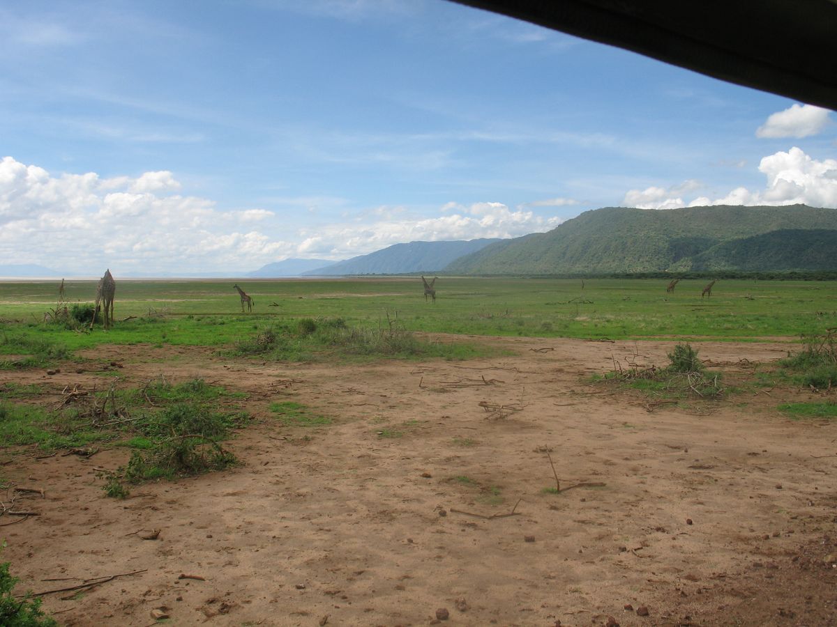 Lake Manyara giraffes