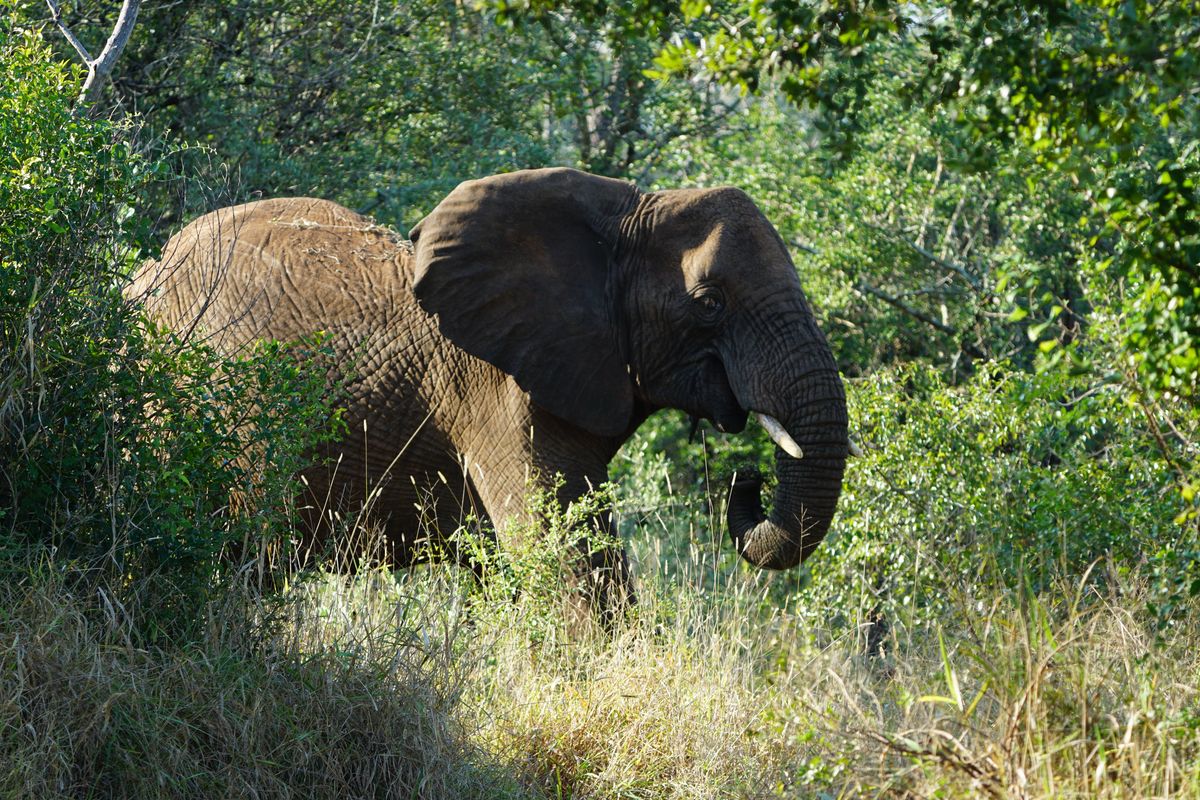 Greater Kruger elephant
