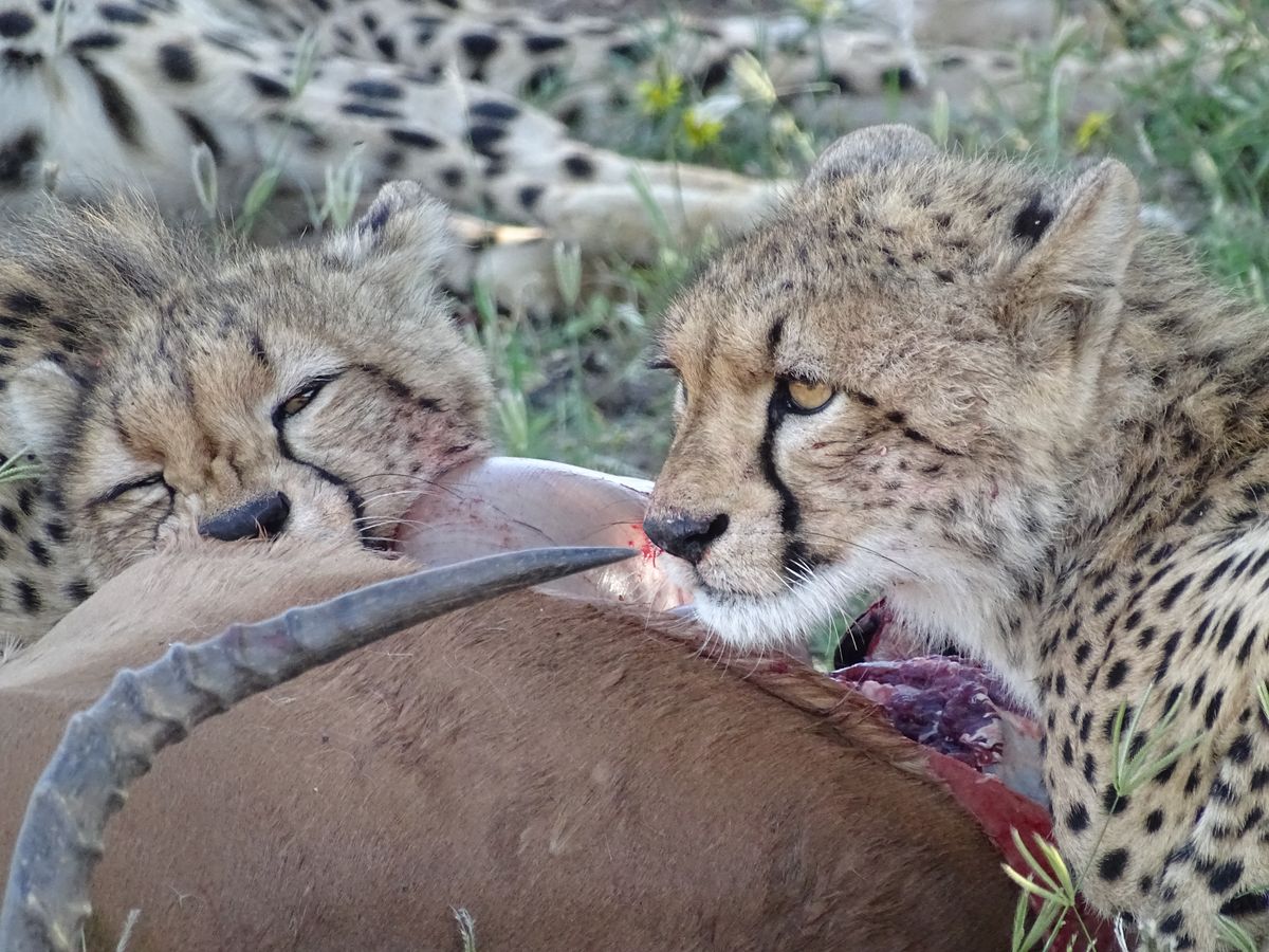 Tuli cheetahs having lunch