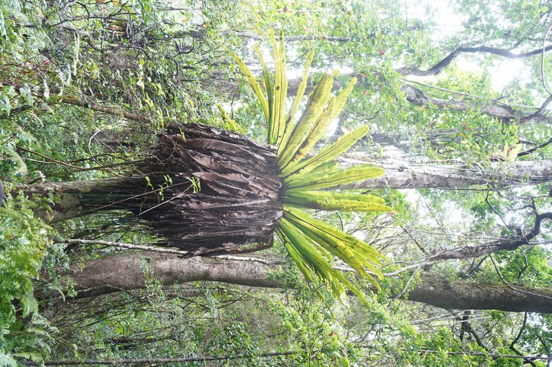 Montagne d'Ambre plants