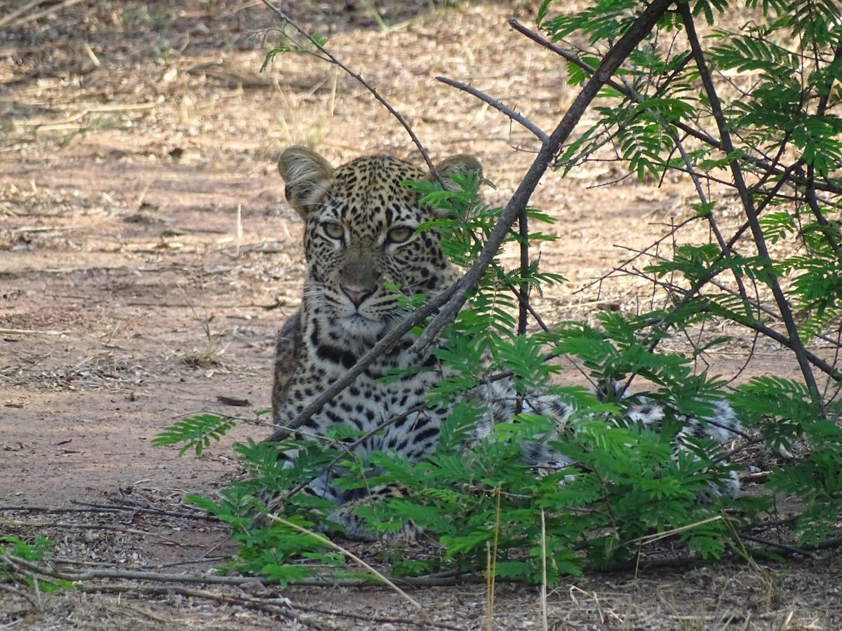 Akagera leopard