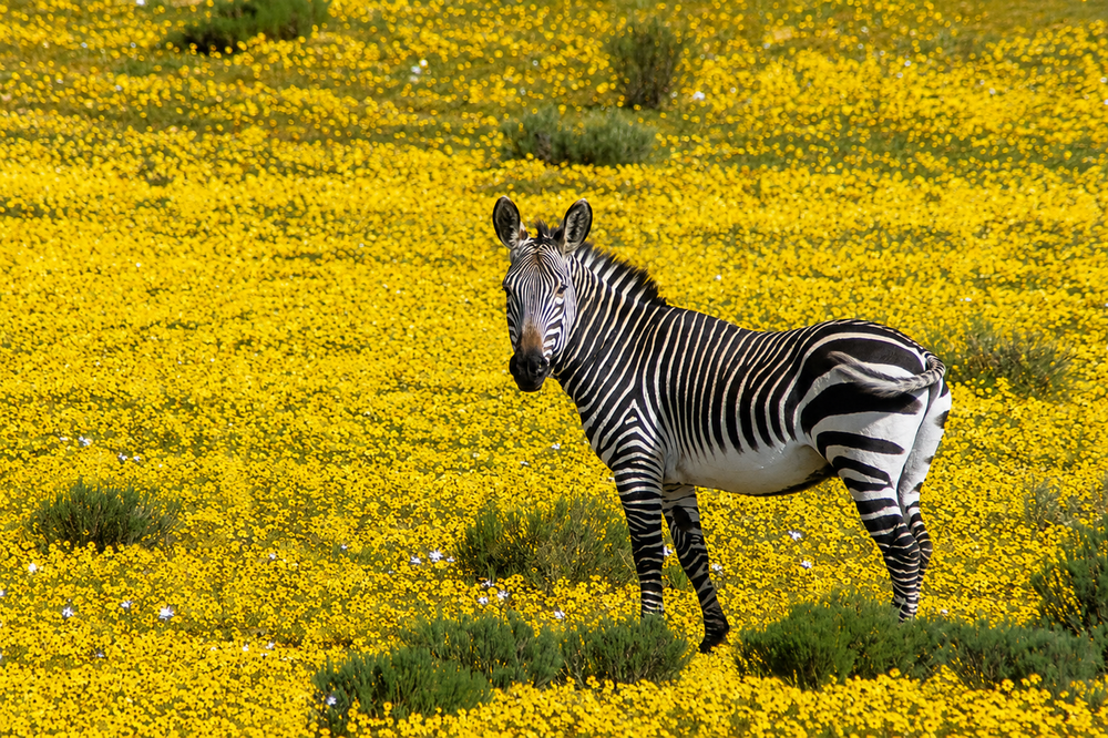 Cederberg Cape Mountain Zebra