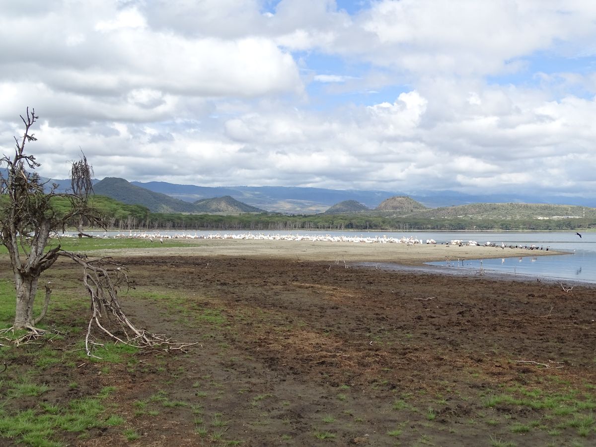 Lake Naivasha pelicans