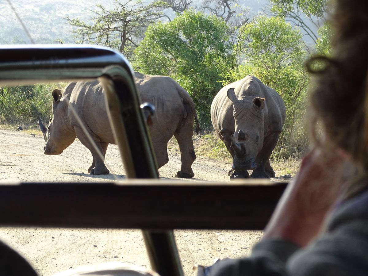Hluhluwe game drive rhinos