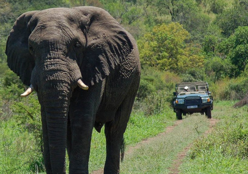 Bayala elephant