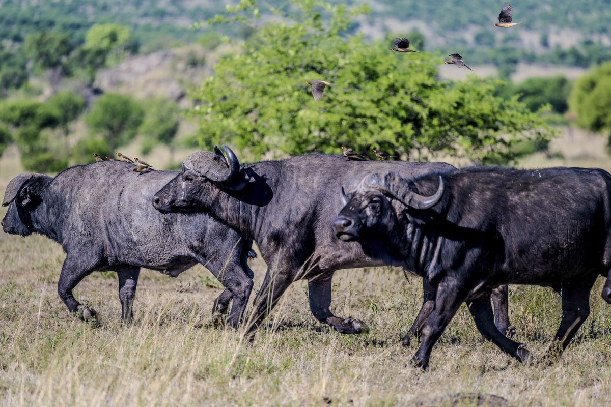 Serengeti buffalos