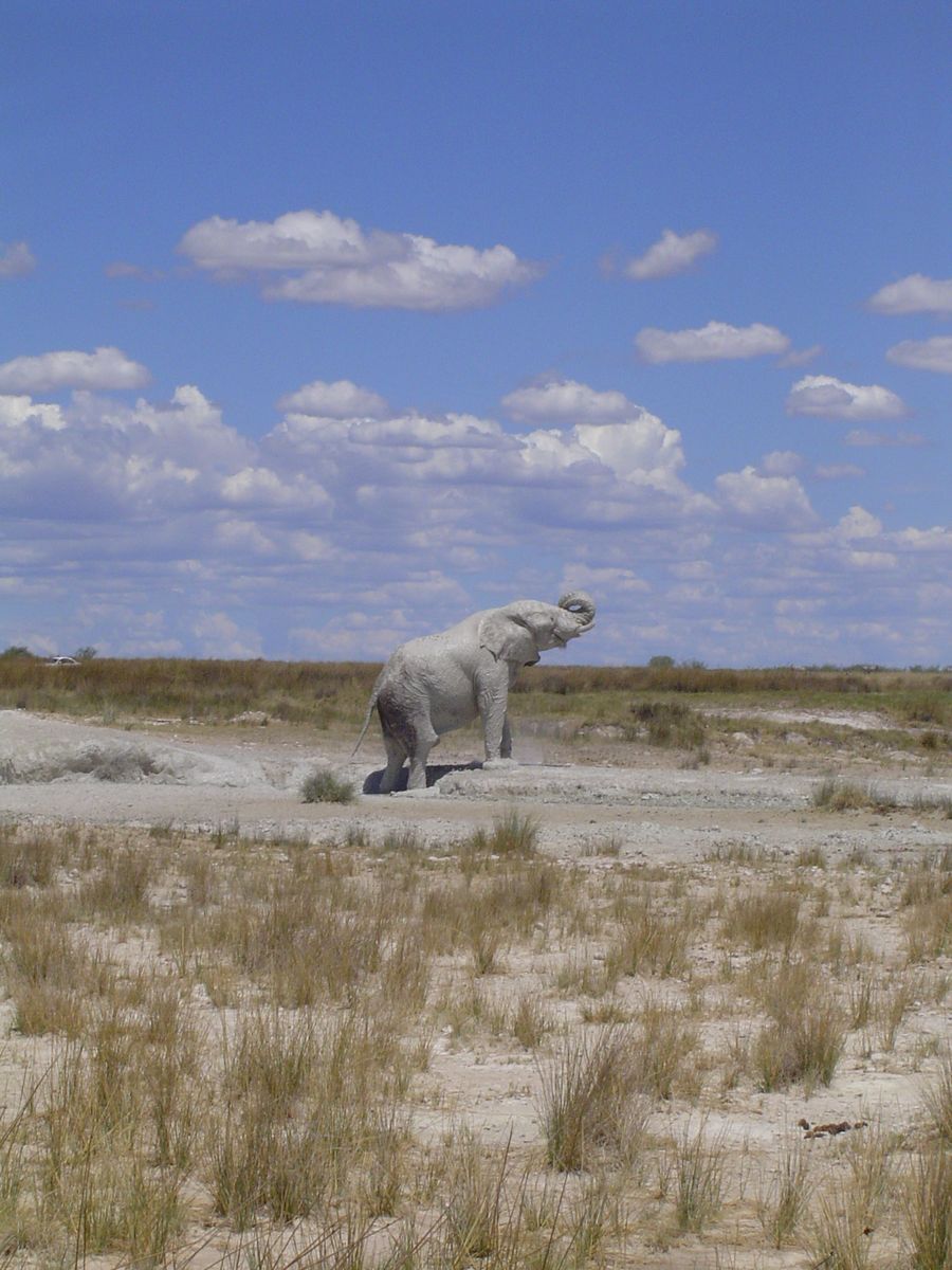 Etosha White Elephant