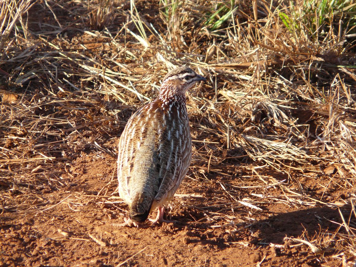 Madikwe francolin