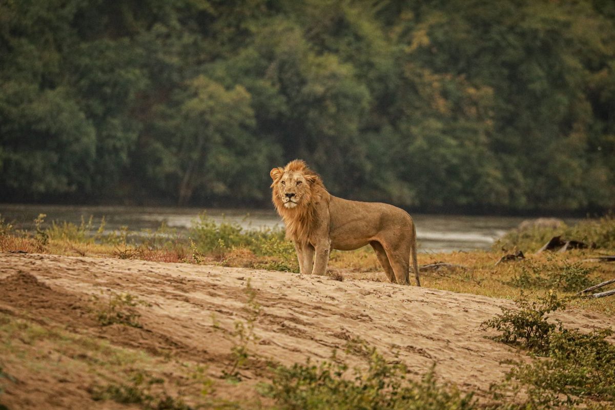 Majete lion