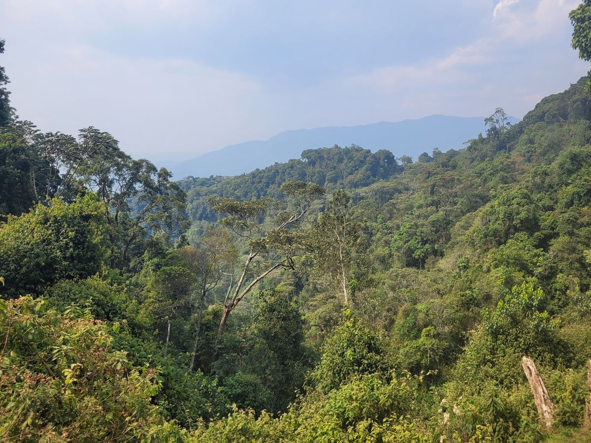 Nyungwe rainforest