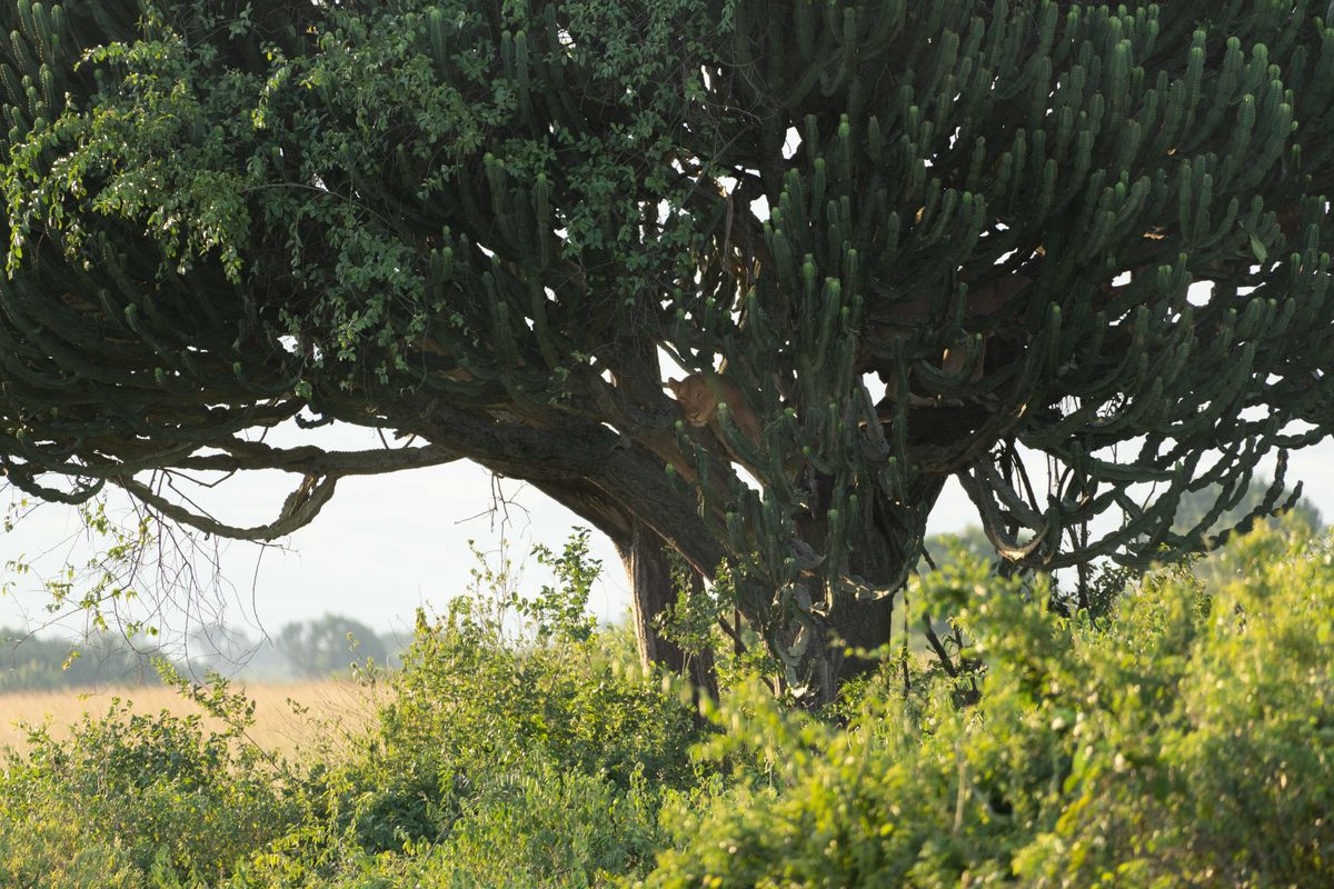 Ishasha tree lion