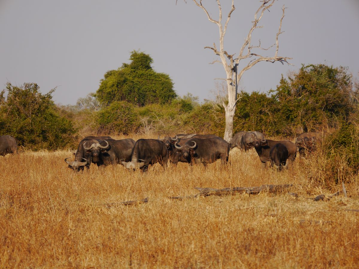 Lower Zambezi buffalo