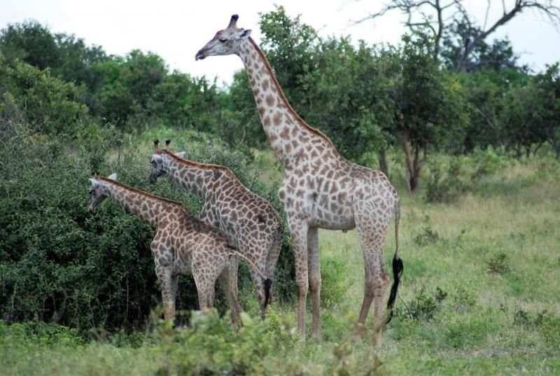 Giraffenfamilie im Gebüsch