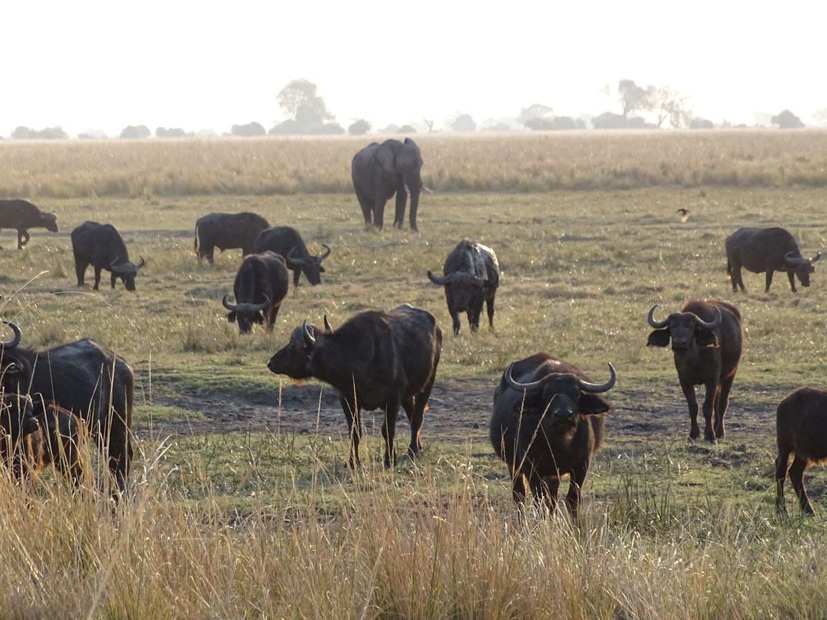 Chobe buffalo and eli